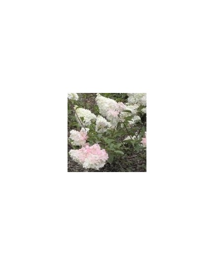 Hydrangea paniculata 'Vanille Fraise'®