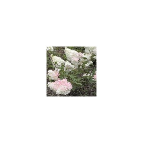 Hydrangea paniculata 'Vanille Fraise'®