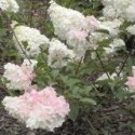 Hydrangea paniculata 'Vanille Fraise'®