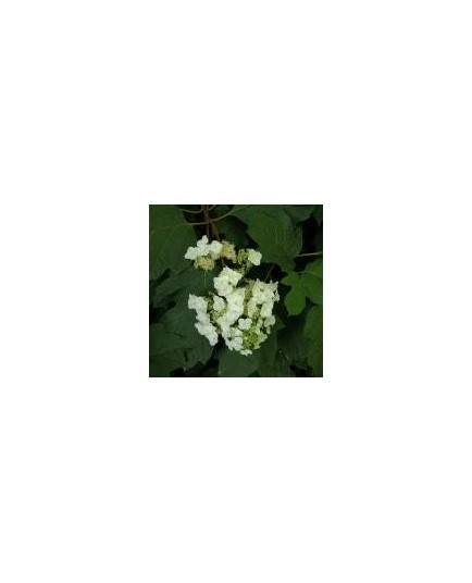 Hydrangea quercifolia 'Snow Queen'®