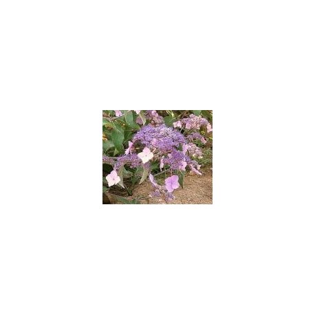 Hydrangea villosa