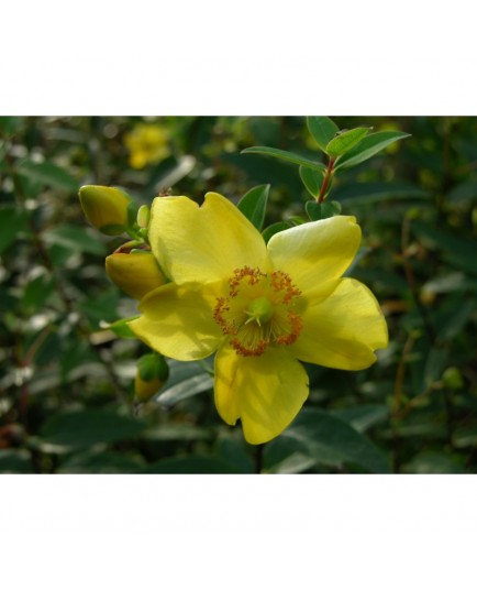 Hypericum 'Rowallane' - Millepertuis