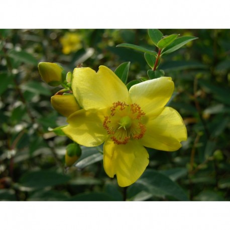 Hypericum 'Rowallane' - Millepertuis