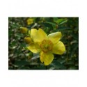 Hypericum 'Rowallane' - Millepertuis