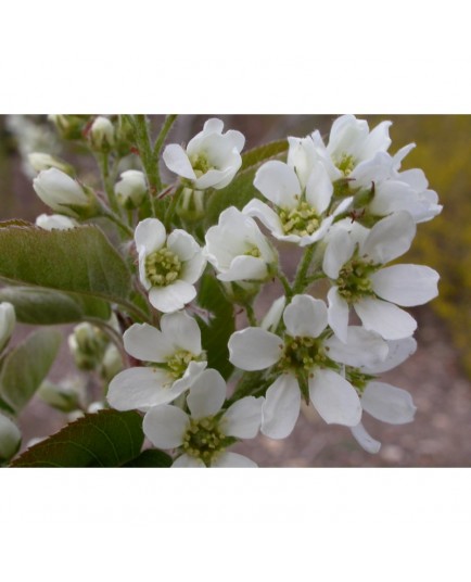 Amelanchier x 'Viridiflora' - Amélanchier