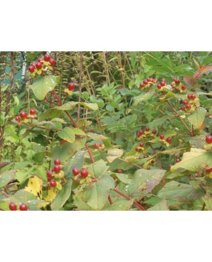 Hypericum androsaemum 'Albury Purple' - Millepertuis, Tutsan