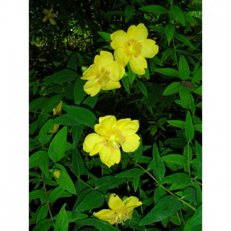 Hypericum hookerianum 'Hidcote' - Millepertuis