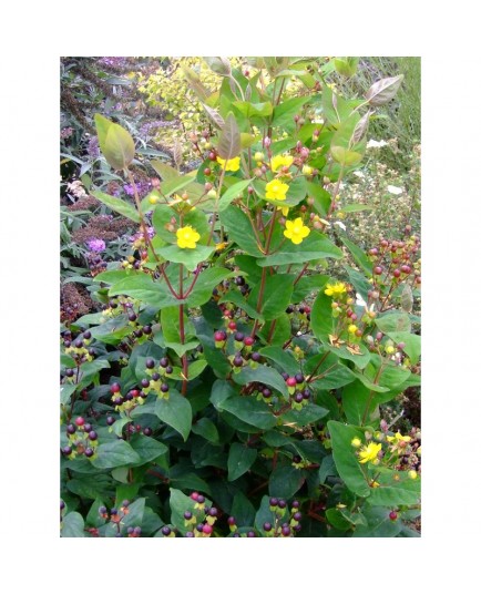 Hypericum inodorum x 'Arcadia' - Millepertuis