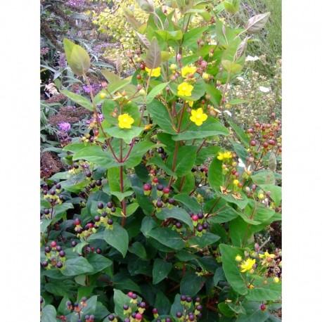 Hypericum inodorum x 'Arcadia' - Millepertuis