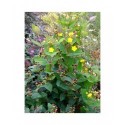 Hypericum inodorum x 'Arcadia' - Millepertuis