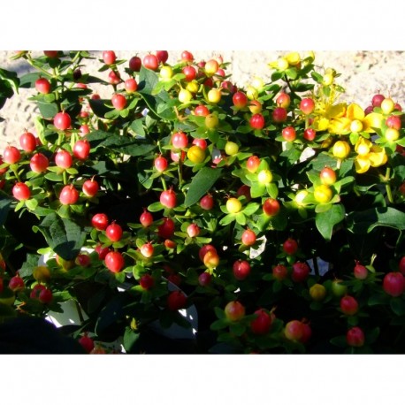 Hypericum inodorum x 'Magical Red Star'® - Millepertuis