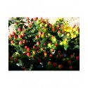 Hypericum inodorum x 'Magical Red Star'® - Millepertuis