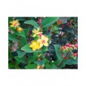 Hypericum inodorum x 'Magical Red Star'® - Millepertuis