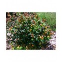 Hypericum inodorum x 'Magical Red Star'® - Millepertuis