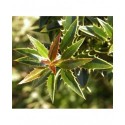 Ilex aquifolium 'Myrtifolia'- houx à feuilles de myrte,