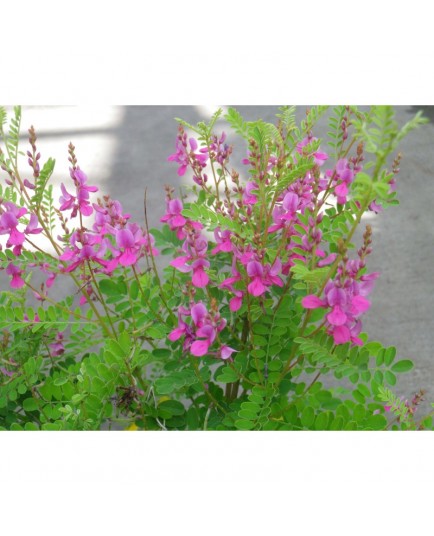 Indigofera heterantha - indigotier