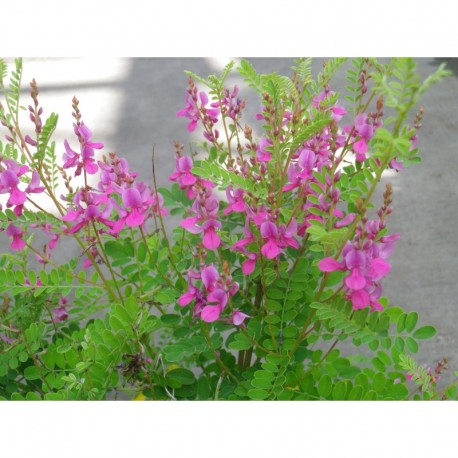 Indigofera heterantha - indigotier