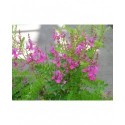 Indigofera heterantha - indigotier