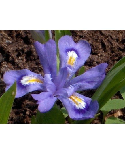 Iris cristata subsp. lacustris