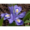 Iris cristata subsp. lacustris