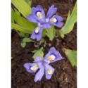 Iris cristata subsp. lacustris