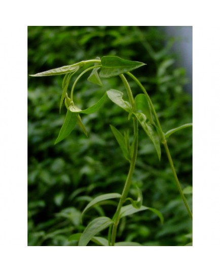 Jasminum beesianum -Jasmin rose