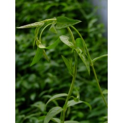 Jasminum beesianum -Jasmin rose