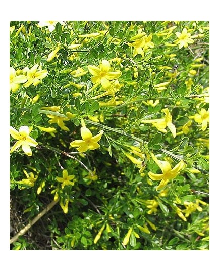 Jasminum fruticans - jasmin ligneux ou jasmin jaune