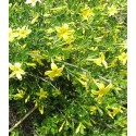 Jasminum fruticans - jasmin ligneux ou jasmin jaune
