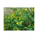 Jasminum fruticans - jasmin ligneux ou jasmin jaune