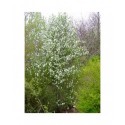 Amelanchier x 'Viridiflora' - Amélanchier