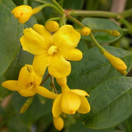 Jasminum humile 'Revolutum' - jasmins jaunes d'Italie,