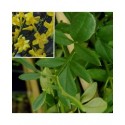 Jasminum nudiflorum - jasmins d'hiver,