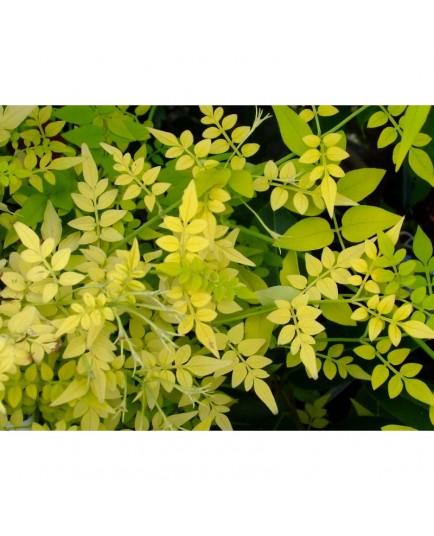 Jasminum officinale 'Fiona Sunrise' - Jasmin officinal doré