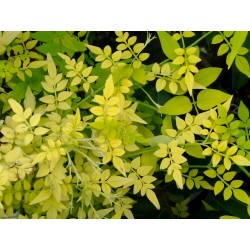 Jasminum officinale 'Fiona Sunrise' - Jasmin officinal doré