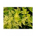 Jasminum officinale 'Fiona Sunrise' - Jasmin officinal doré