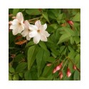 Jasminum officinale - Jasmin officinal, jasmins blancs