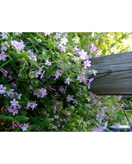 Jasminum stephanense x - Jasmin de saint Etienne