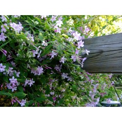 Jasminum stephanense x - Jasmin de saint Etienne