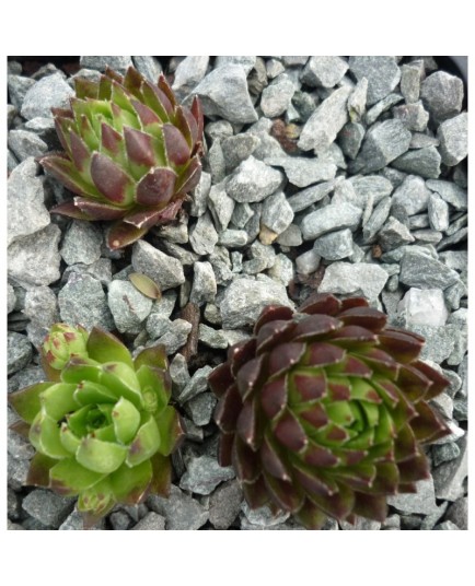 Jovibarba hirta 'Purpurea'- Joubarbe