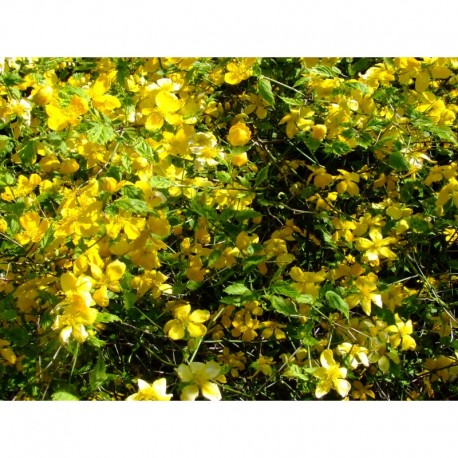 Kerria japonica 'Aureovariegata' - korète panachée