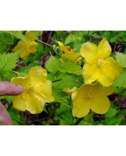 Kerria japonica 'Golden Guinea' - corète à grande fleur