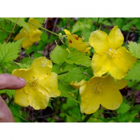 Kerria japonica 'Golden Guinea' - corète à grande fleur