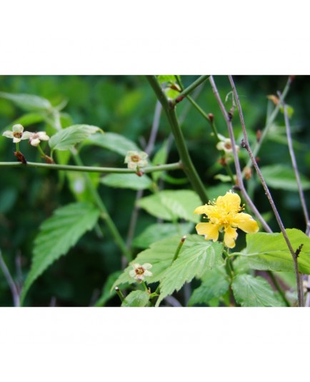 Kerria japonica 'Simplex' - Corète du Japon