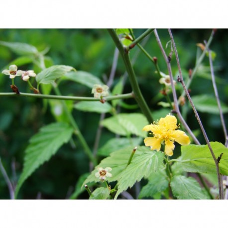 Kerria japonica 'Simplex' - Corète du Japon