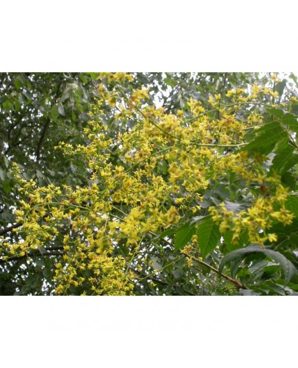 Koelreuteria paniculata - faux Savonnier