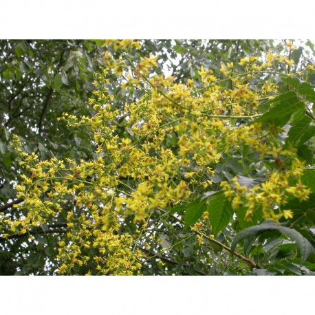 Koelreuteria paniculata - faux Savonnier