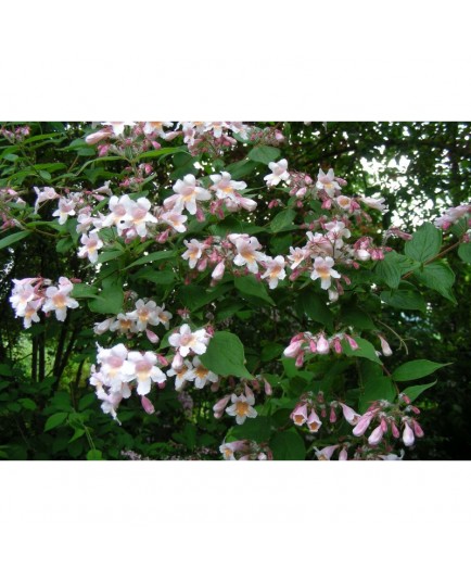 Kolkwitzia amabilis 'Pink Cloud' - Buisson De Beauté