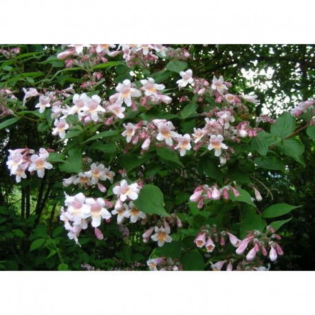 Kolkwitzia amabilis 'Pink Cloud' - Buisson De Beauté