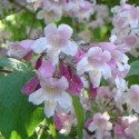 Kolkwitzia amabilis 'Pink Cloud' - Buisson De Beauté